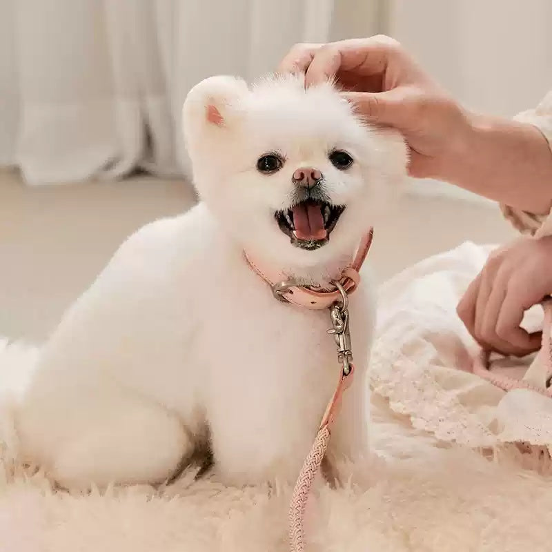 Discover the Charm of Our Leather Collar and Leash Set