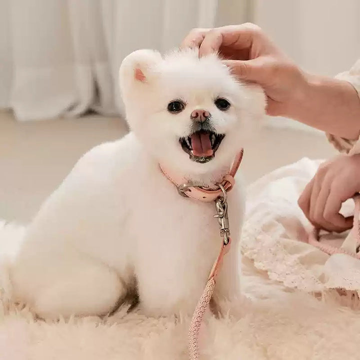 Discover the Charm of Our Leather Collar and Leash Set